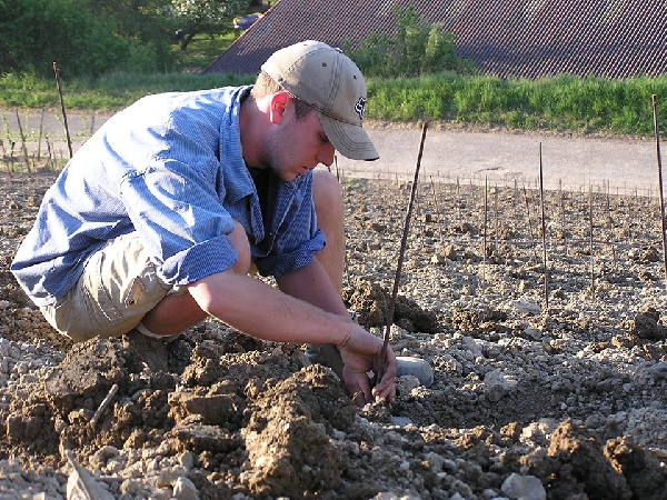 Das Foto zeigt Matthias Stumpf von Weingut Bickel-Stumpf beim pflanzen der Reben.