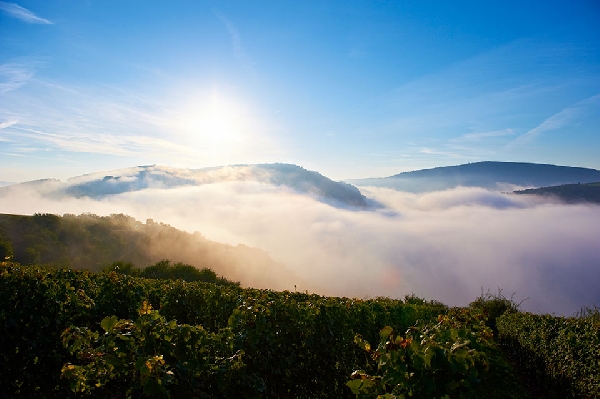 Das Foto zeigt die Weinlage Kreuznacher Paradies.