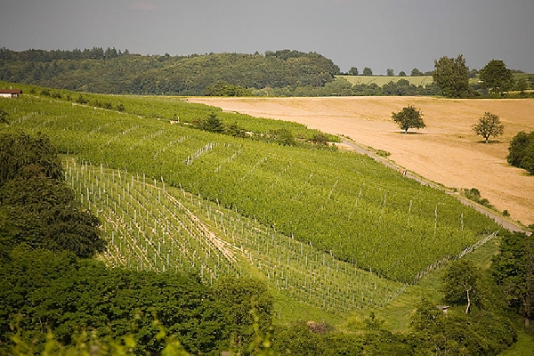 Das Foto zeigt die Weinbergslage Unteröwisheimer Kirchberg.