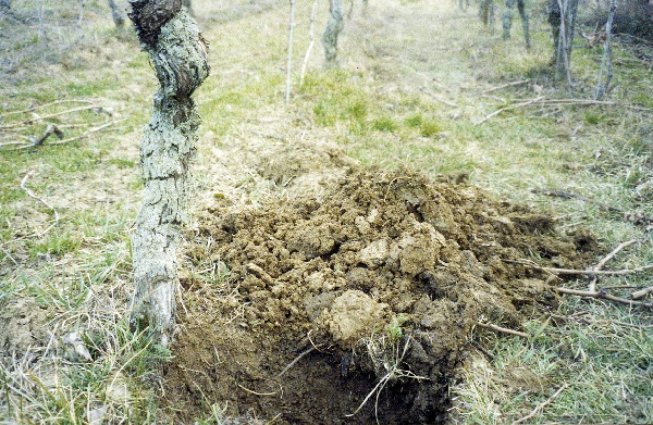 Diese Abbildung zeigt die Lage Aulerde von Weingut Wittmann.