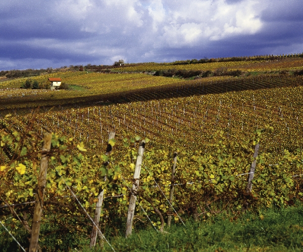 Diese Abbildung zeigt die Lage Kirchspiel von Weingut Wittmann.