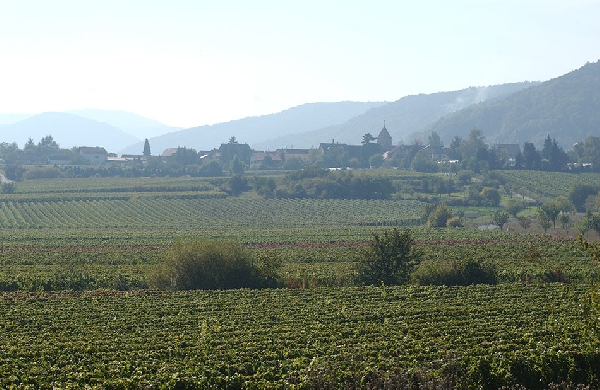 Impressionen des Weinanbaus in der Lage Mandelgarten beim Weingut A. Christmann.
