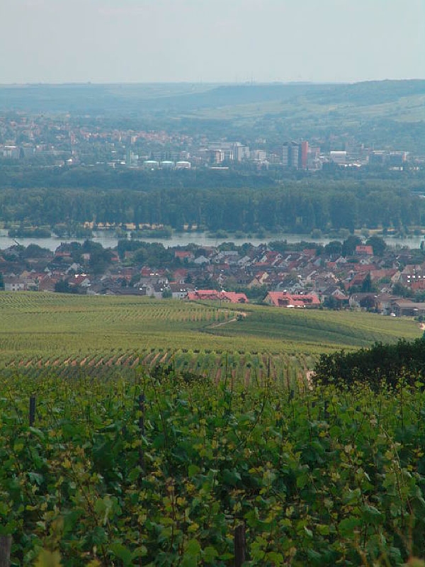 Weingut_PJ_Kuehn_Weinort_Oestrich