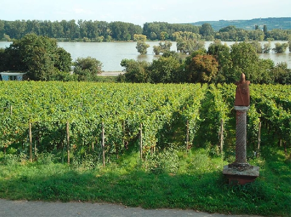 Dieses Foto zeigt einen Weinberg im Mittelheimer St. Nikolaus.