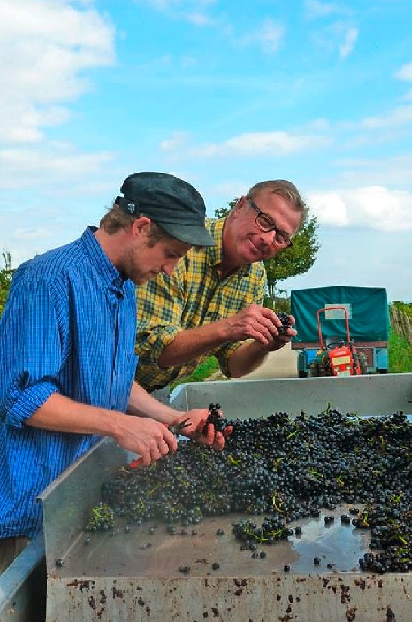 Dieses Foto zeigt Peter Jakob und Sohn Peter Bernhard Kühn beim Selektieren Spätburgunder Trauben, Weinlese 2011.