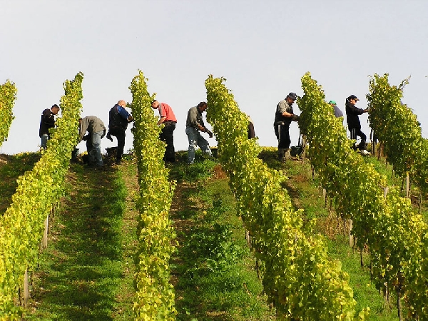 Das Bild zeigt die Weinlese im Steilhang am Kapellenberg in Frickenhausen.