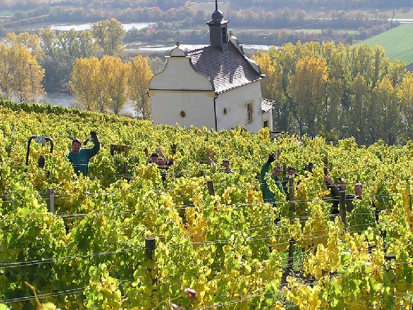 Dieses Foto zeigt die Weinlese in der Lage Kapellenberg, Franken.