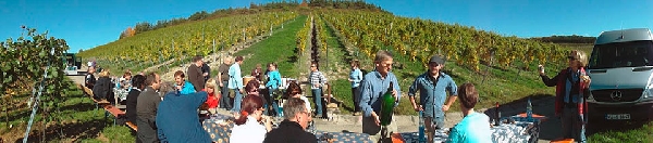 Dieses Panoramafoto zeigt die Weinlese auf dem Johannisberg in Thüngersheim.