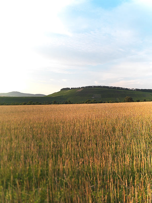 Das Foto zeigt die VDP Erste Lage Klottenbottwarer Oberer Berg.