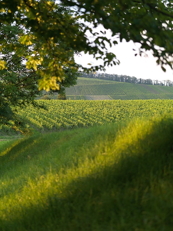 Das Foto zeigt die VDP Erste Lage Kleinbottwarer Süßmund.