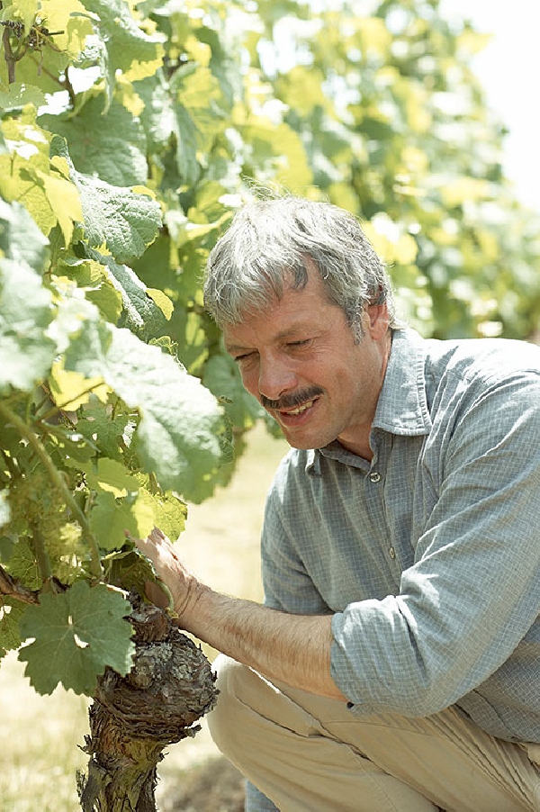 Das Foto zeigt Klaus R. Scherner in einem seiner Weinstöcke.