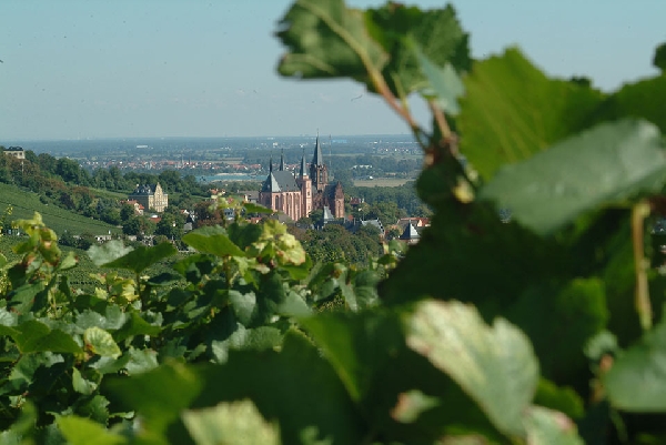 Das Foto zeigt den Ausblick von der Lage Oppenheimer Herrenberg.
