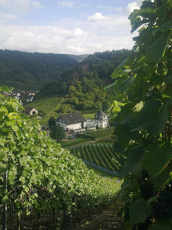 Das Foto zeigt den Blick Weingut Deutzerhof.