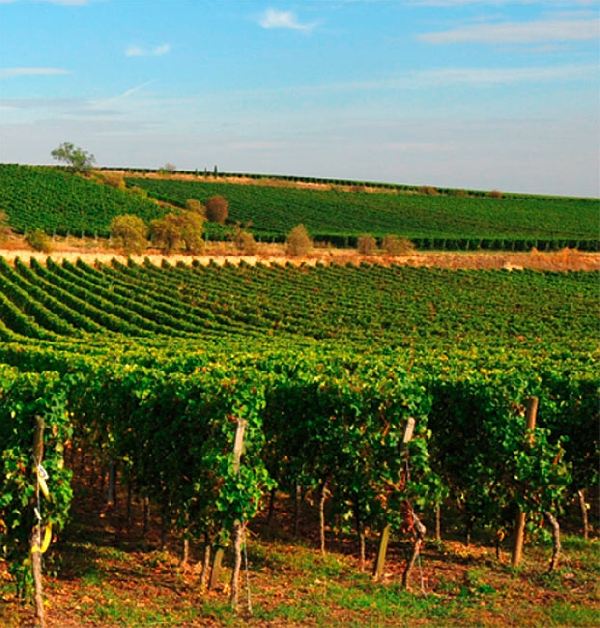 Das Foto zeigt die Erste Lage Dirmsteiner Mandelpfad von Weingut Knipser.