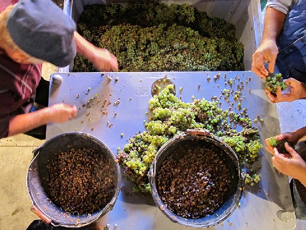 Das Foto ziegt: Die Mitarbeiterinnen von dem Weingut Van Volxem beim "Rosinen picken". 