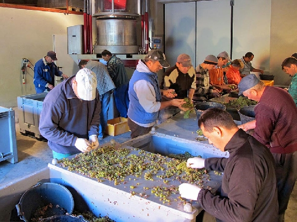 Das Foto zeigt: Die Mitarbeiter von dem Weingut Van Volxem bei der "Auslese".