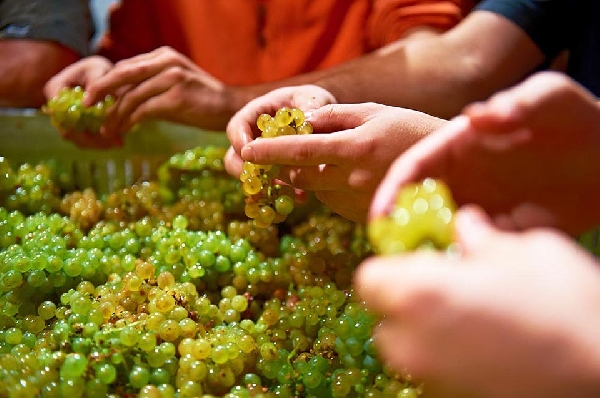 Das Foto zeigt: Die Mitarbeiter des Weinguts Van Volxem bei der Nachtkontrolle. 