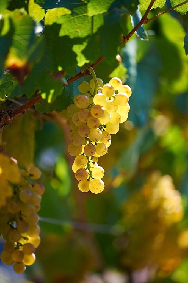 Das Foto zeigt: Eine Weinrebe des Weinguts Van Volxem.