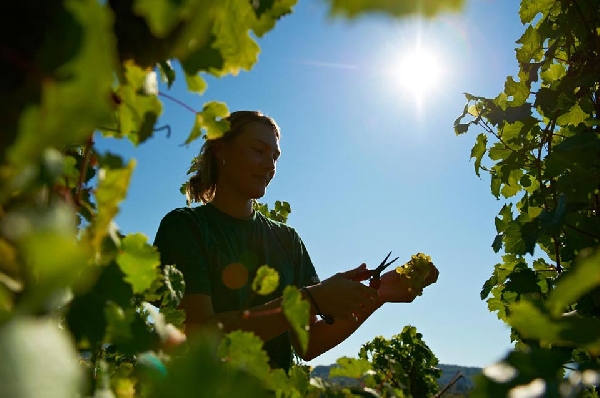 Das Foto zeigt:Einer Mitarbeiterin des Weinguts Van Volxem bei der Handarbeit auf einem Schiefersteilhang.