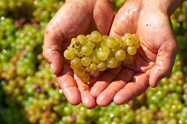 Das Foto zeigt:Ein Mitarbeiter des Weinguts Van Volyem, der Trauebn in seiner Hand hält.