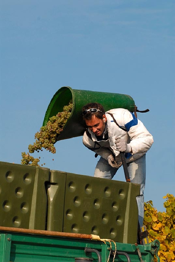 Prinz_v_Hessen_Weinlese