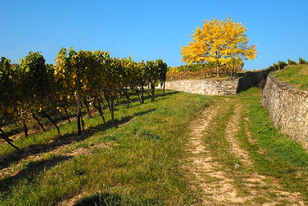 Prinz_v_Hessen_Winkelner_Hasensprung2