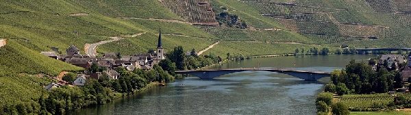 Das Foto zeigt die Weinbaugemeinde Piesport an der Mosel.