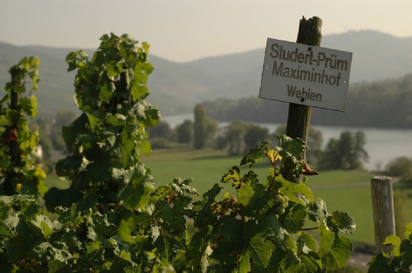 Das Foto zeigt den Weinberg des Weinguts Studert-Prüm Maximinhof in der ersten Lage Wehlener Sonnenuhr.