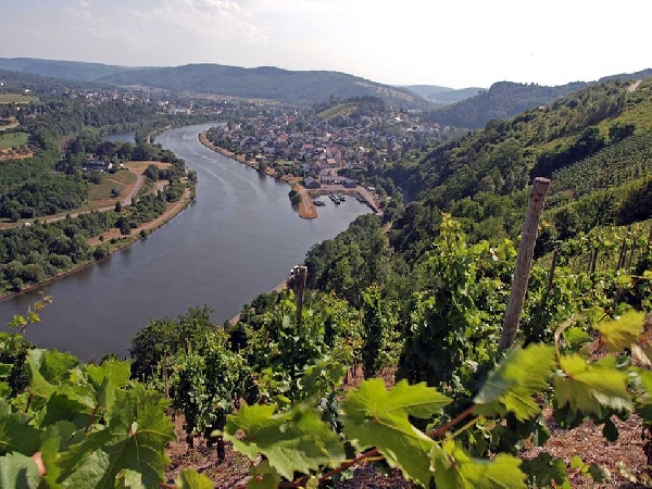 Diese Abbildung zeigt Reben im Schonfels, hoch über der Saar.