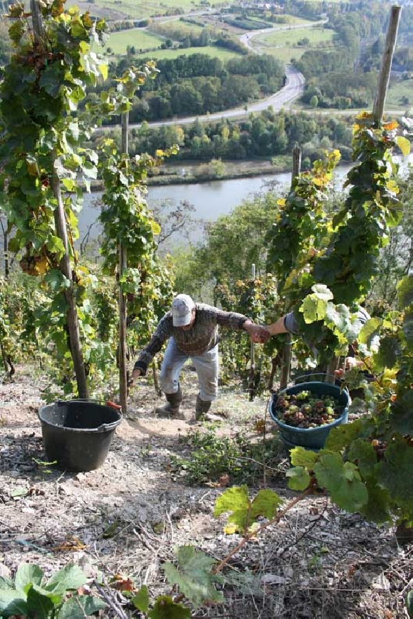 Diese Abbildung zeigt die Traubenlese im Schonfeld.