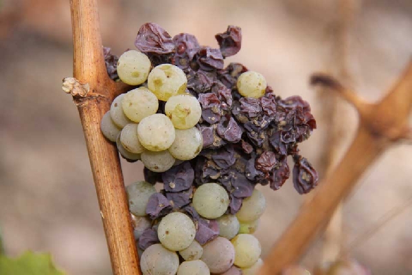 Das Foto zeigt Botrytis.