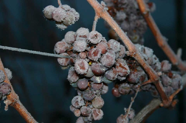 eiswein_traube