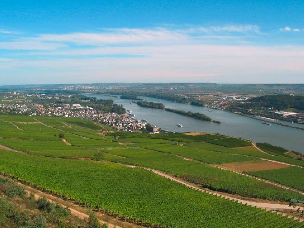Das Foto zeigt einen Blick auf Rüdesheim vom Berg Rüdesheimer Schlossberg.