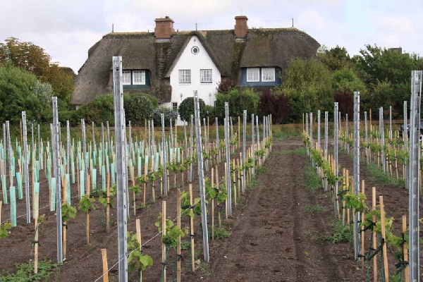 Das Foto zeigt einen Blick auf den Sylter Weinberg von Weingut Balthasar Ress.