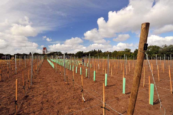 Das Foto zeigt die Rebanlage von Weingut Balthasar Ress auf Sylt. 