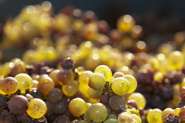 Das Foto zeigt sehr reife Trauben.