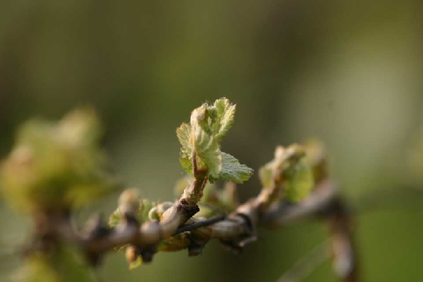 Das Foto zeigt den Trieb einer Rebe von Weingut Balthasar Ress.