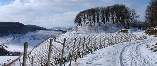 Das Foto zeigt eine Winterimpression aus dem Casteller Schlossberg.