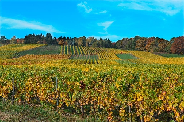 Das Foto zeigt eine Lage in Hallgarten. 