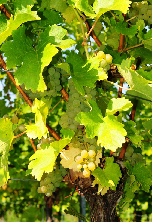 Das Foto zeigt Trauben aus den Weinbergen des Weingut Zehntkellers.