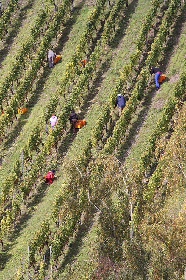 Das Foto zeigt Arbeiter bei der Weinernte in der Weinlage Bacharacher Kloster Fürstental, Region Mittelrhein.