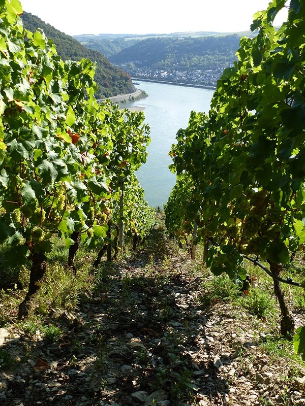 Das Foto zeigt die Lage Oberweseler Oelsberg in der Weinregion Mittelrhein.