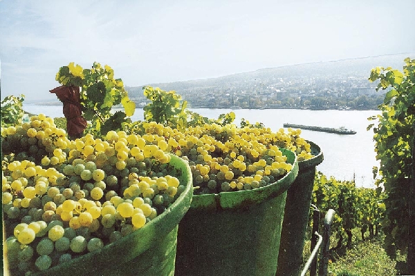 Das Foto zeigt die Lage Rüdesheimer Berg Schlossberg während der Weinlese.