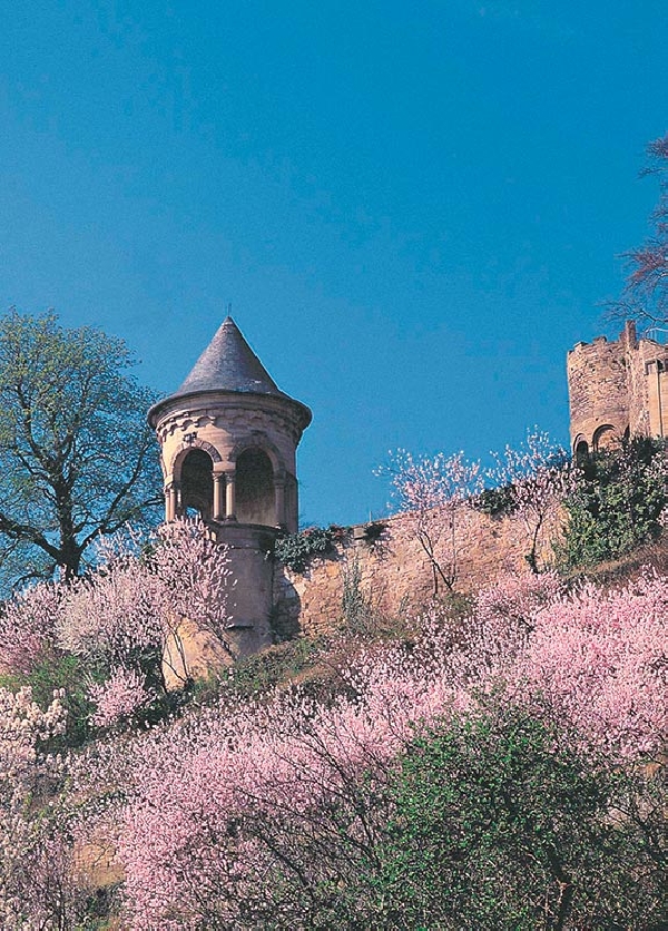 Das Foto zeigt Burg Winzingen in der Pfalz.