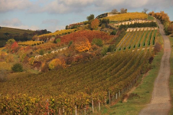 Das Foto zeigt die Weinbergslage Dürkheimer Spielberg.