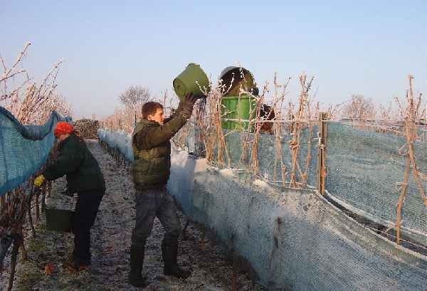 Das Foto zeigt die Eisweinlese des Weinguts Schales.