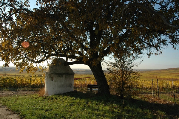 Das Foto zeigt die Weinberge des Weinguts Schales in herbstlich-stimmungsvollem Licht.