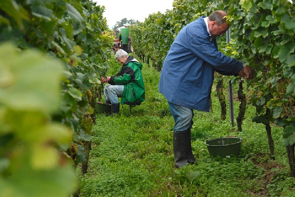 Das Foto zeigt Mitarbeiter von Weingut Schales während der Weinlese.