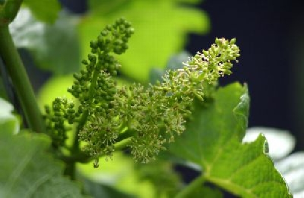 dwi_frühe_rebblüte2011