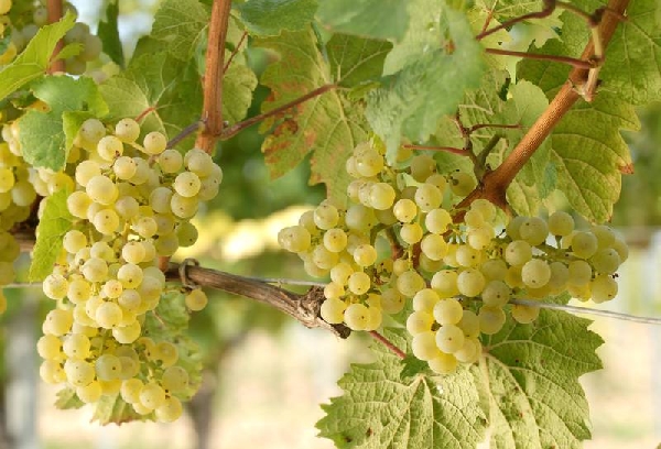 csm riesling by weingut keller a98454228c